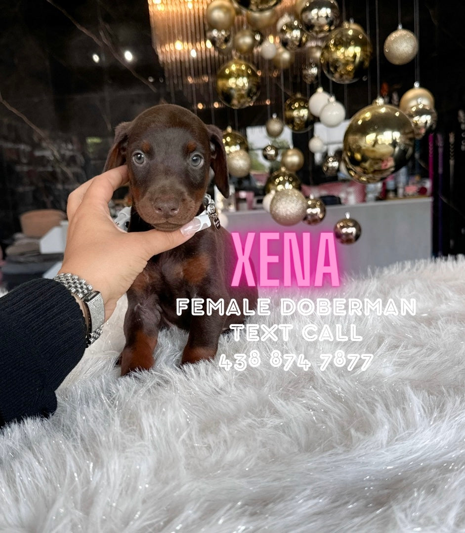 Doberman PUPPIES AVAILABLE – Bettys Teacup Puppies Inc